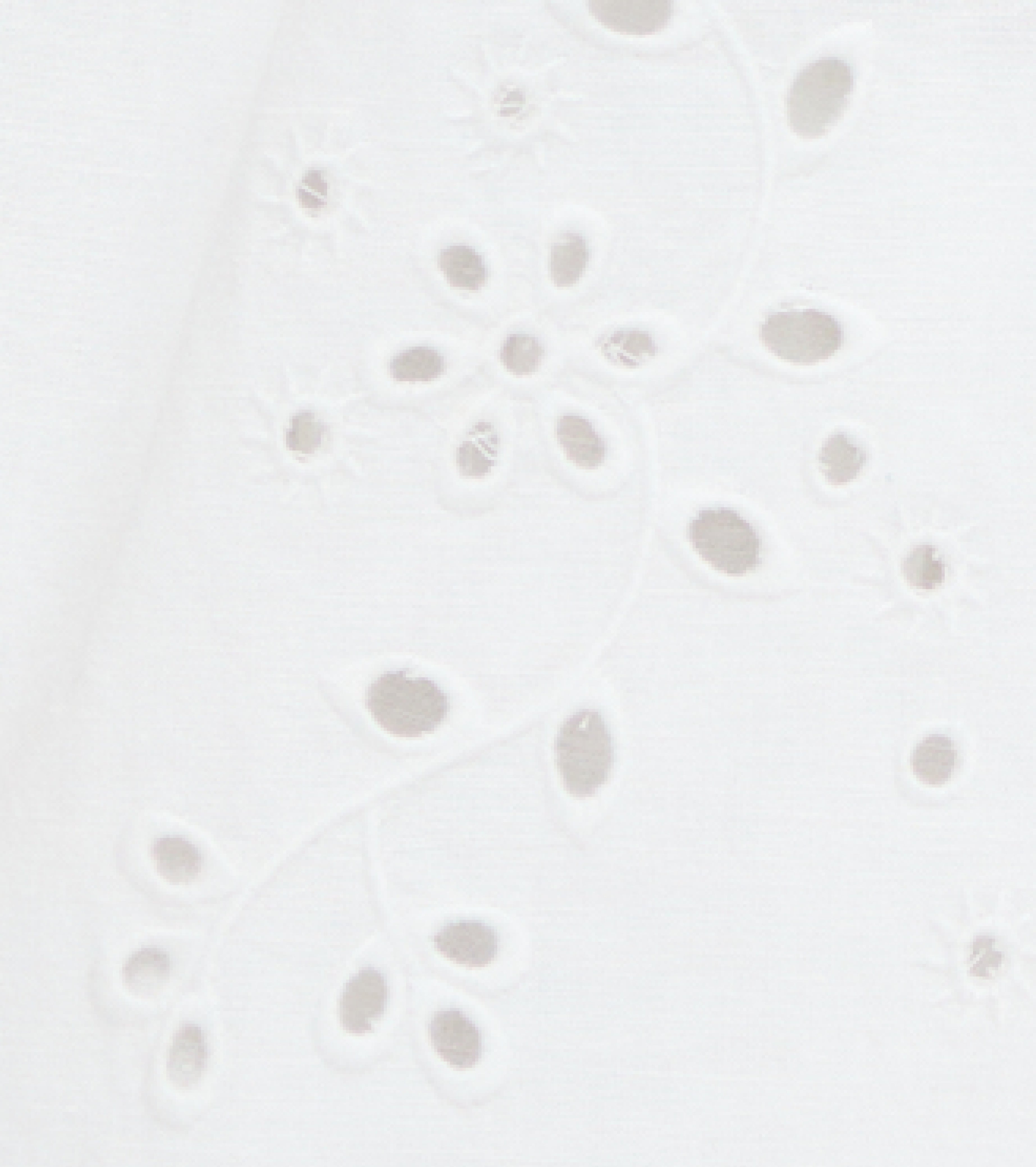The Jessie Short - White Linen